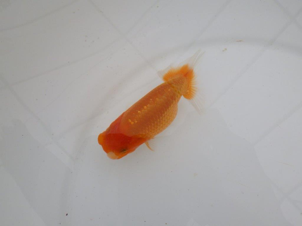 【愛知　井戸氏作出】当歳らんちゅう　A　約11㎝  四ッ尾　二本舵　メス？