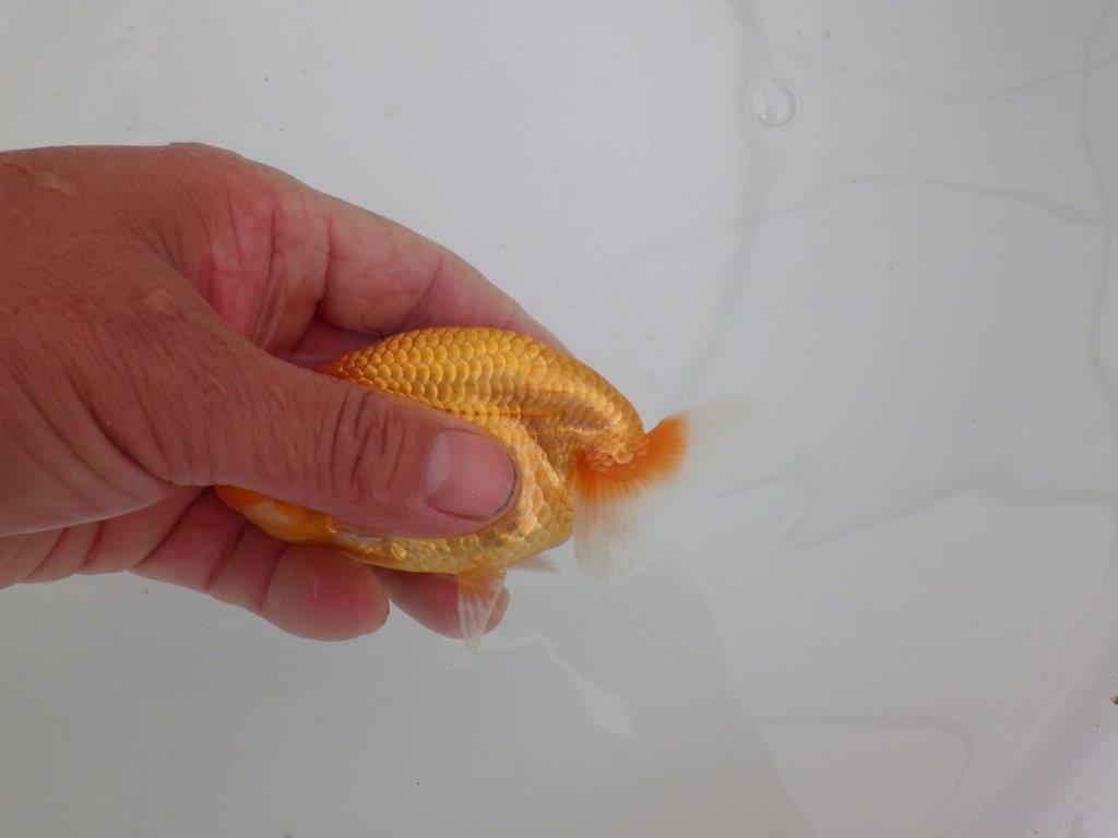 【愛知　井戸氏作出】当歳らんちゅう　A　約11㎝  四ッ尾　二本舵　メス？