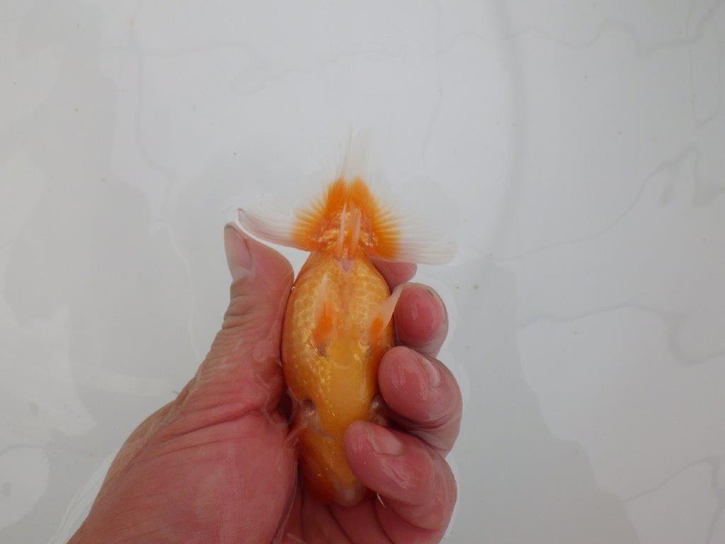 【愛知　井戸氏作出】当歳らんちゅう　A　約11㎝  四ッ尾　二本舵　メス？