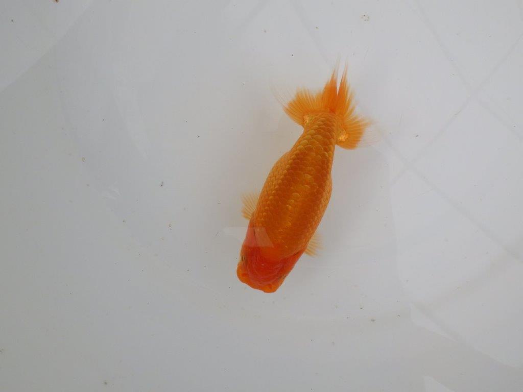 【愛知　井戸氏作出】当歳らんちゅう　B　約12㎝  四ッ尾　一本舵　メス？