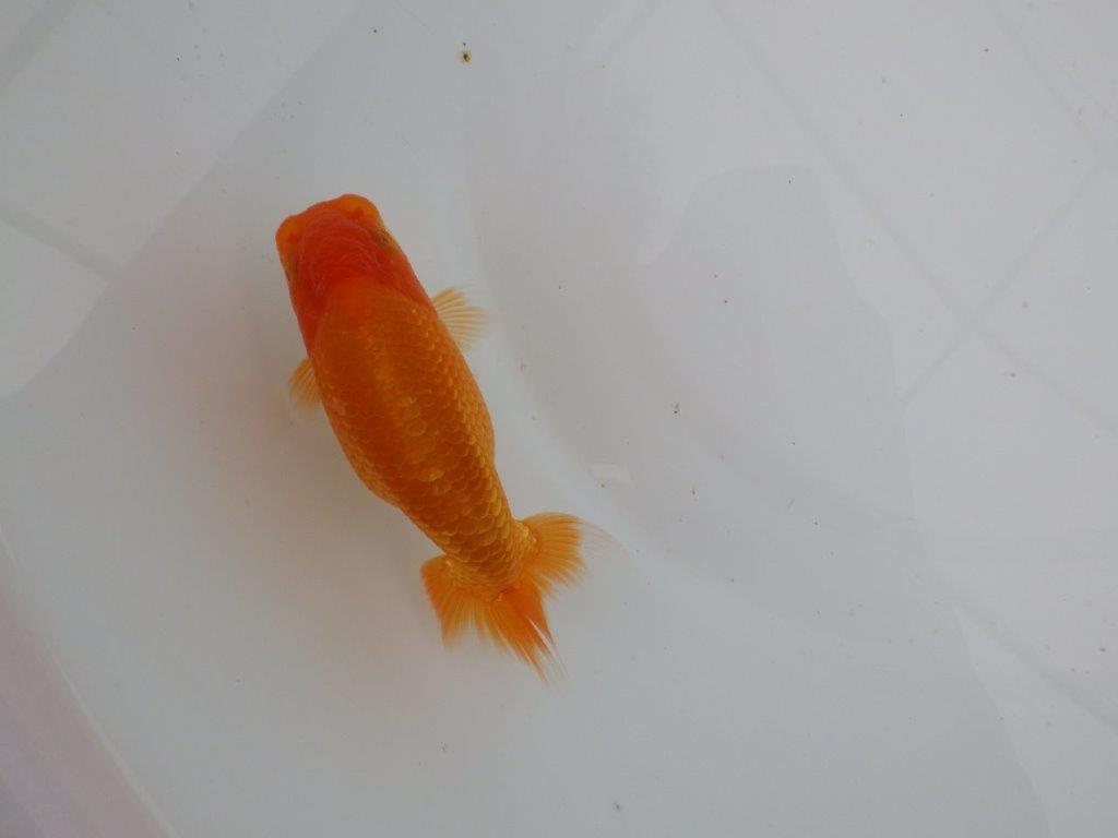 【愛知　井戸氏作出】当歳らんちゅう　B　約12㎝  四ッ尾　一本舵　メス？