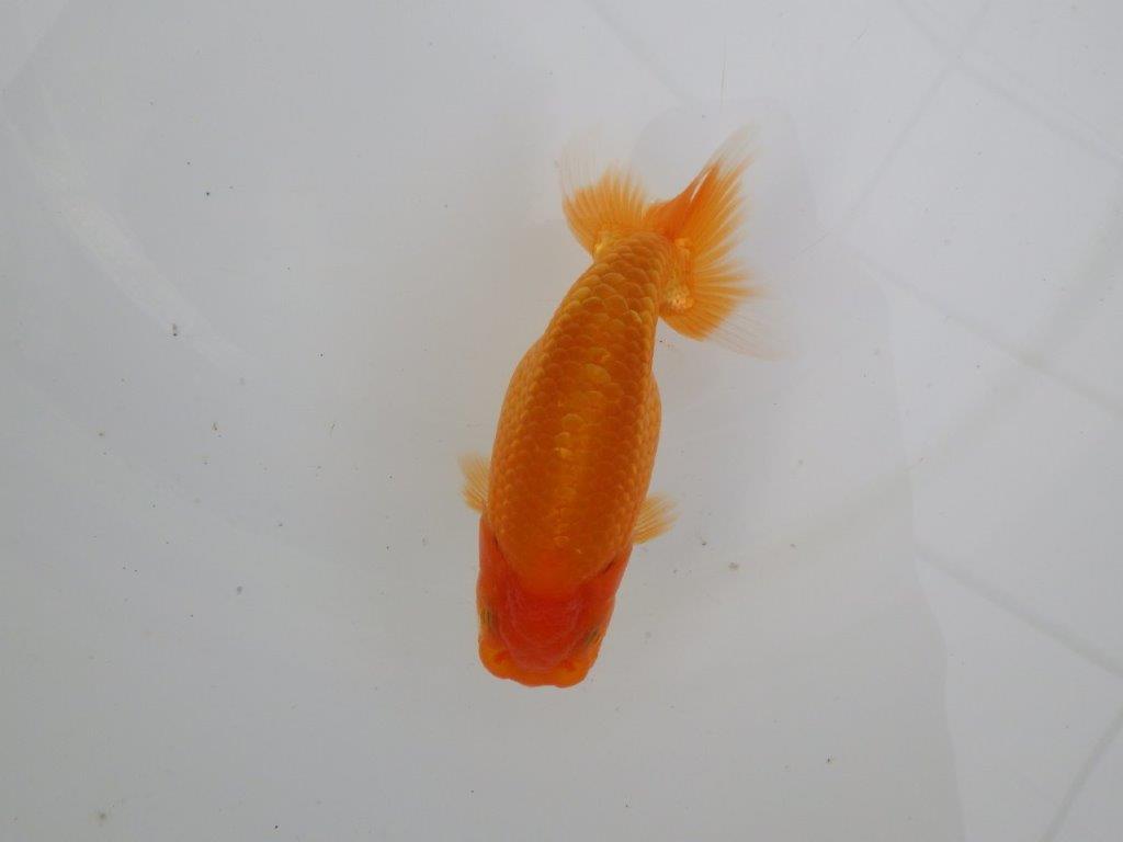 【愛知　井戸氏作出】当歳らんちゅう　B　約12㎝  四ッ尾　一本舵　メス？