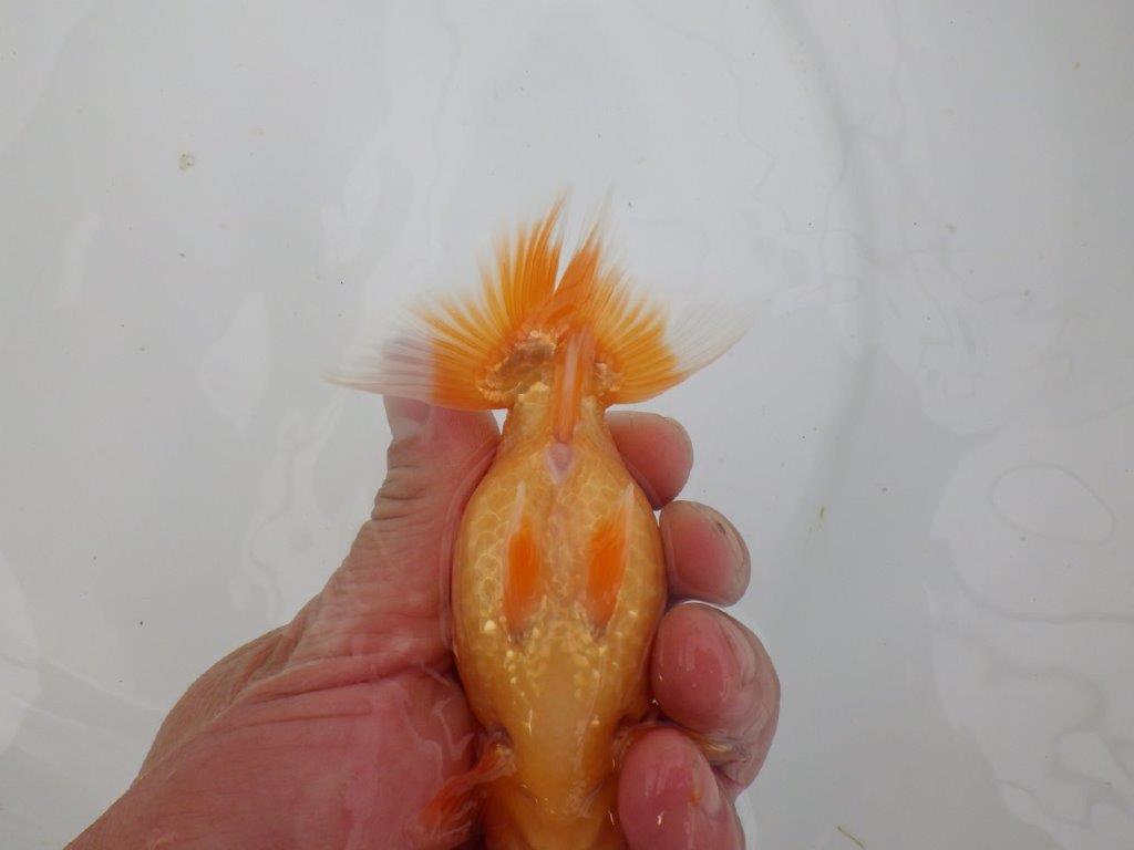 【愛知　井戸氏作出】当歳らんちゅう　B　約12㎝  四ッ尾　一本舵　メス？