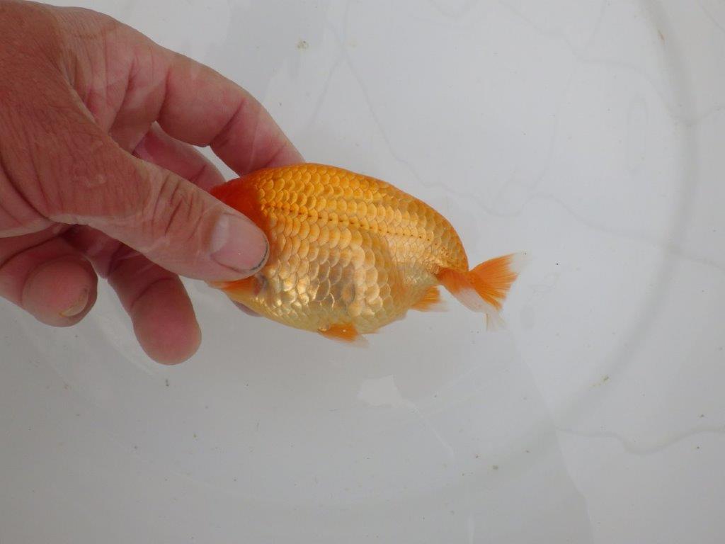 【愛知　井戸氏作出】当歳らんちゅう　B　約12㎝  四ッ尾　一本舵　メス？