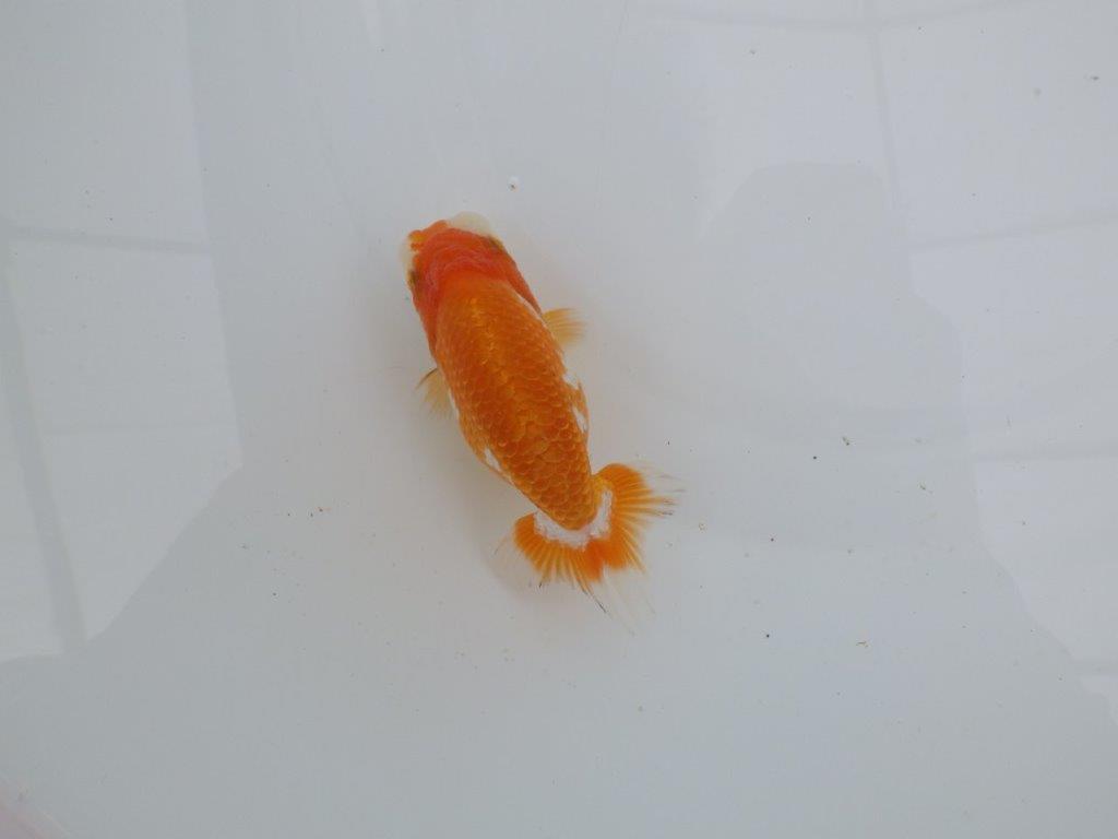 【愛知 井戸氏作出】当歳らんちゅう D 約11㎝ 四ッ尾 二本舵 メス?