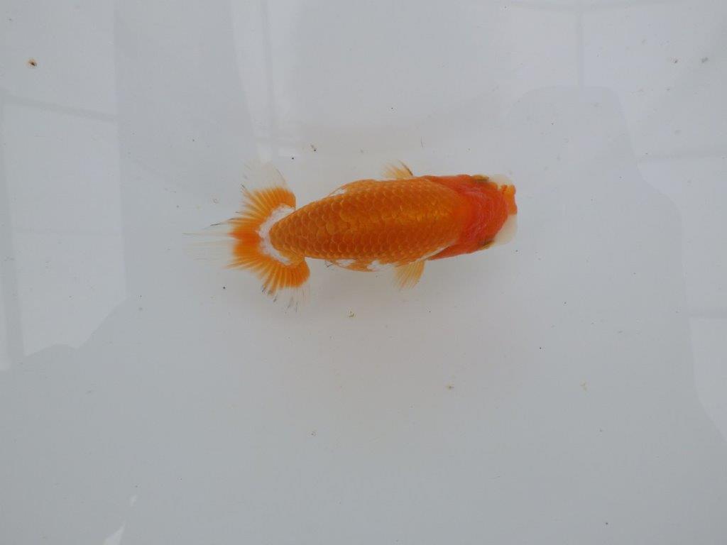 【愛知 井戸氏作出】当歳らんちゅう D 約11㎝ 四ッ尾 二本舵 メス?