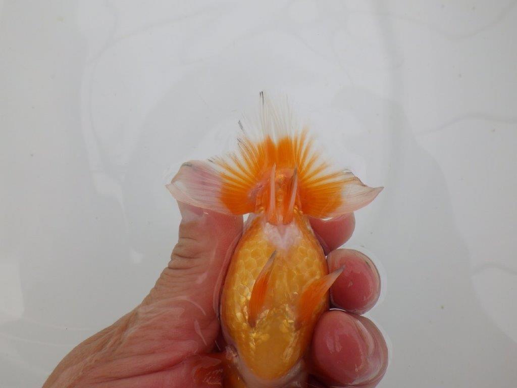 【愛知 井戸氏作出】当歳らんちゅう D 約11㎝ 四ッ尾 二本舵 メス?