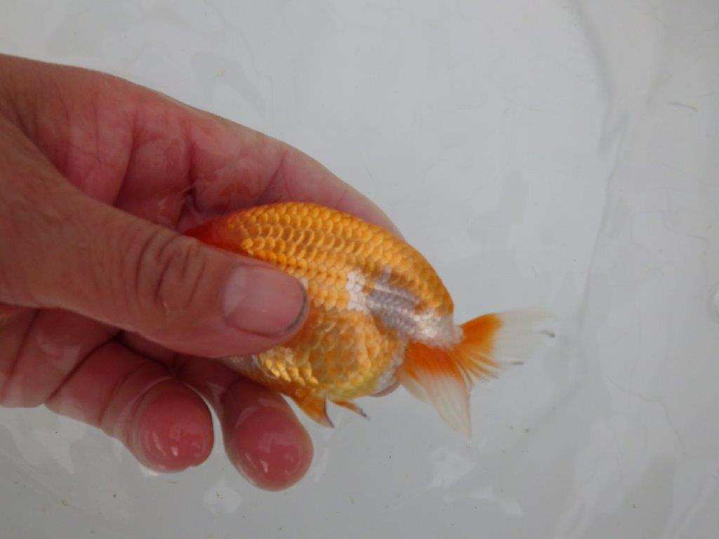 【愛知 井戸氏作出】当歳らんちゅう D 約11㎝ 四ッ尾 二本舵 メス?