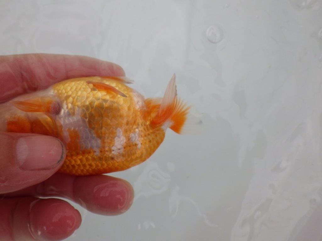 【愛知 井戸氏作出】当歳らんちゅう D 約11㎝ 四ッ尾 二本舵 メス?