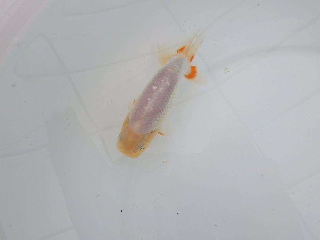 【愛知　井戸氏作出】当歳らんちゅう　E　約12㎝  四ッ尾　二本舵　オス？