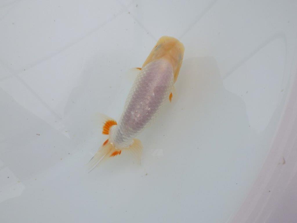 【愛知　井戸氏作出】当歳らんちゅう　E　約12㎝  四ッ尾　二本舵　オス？