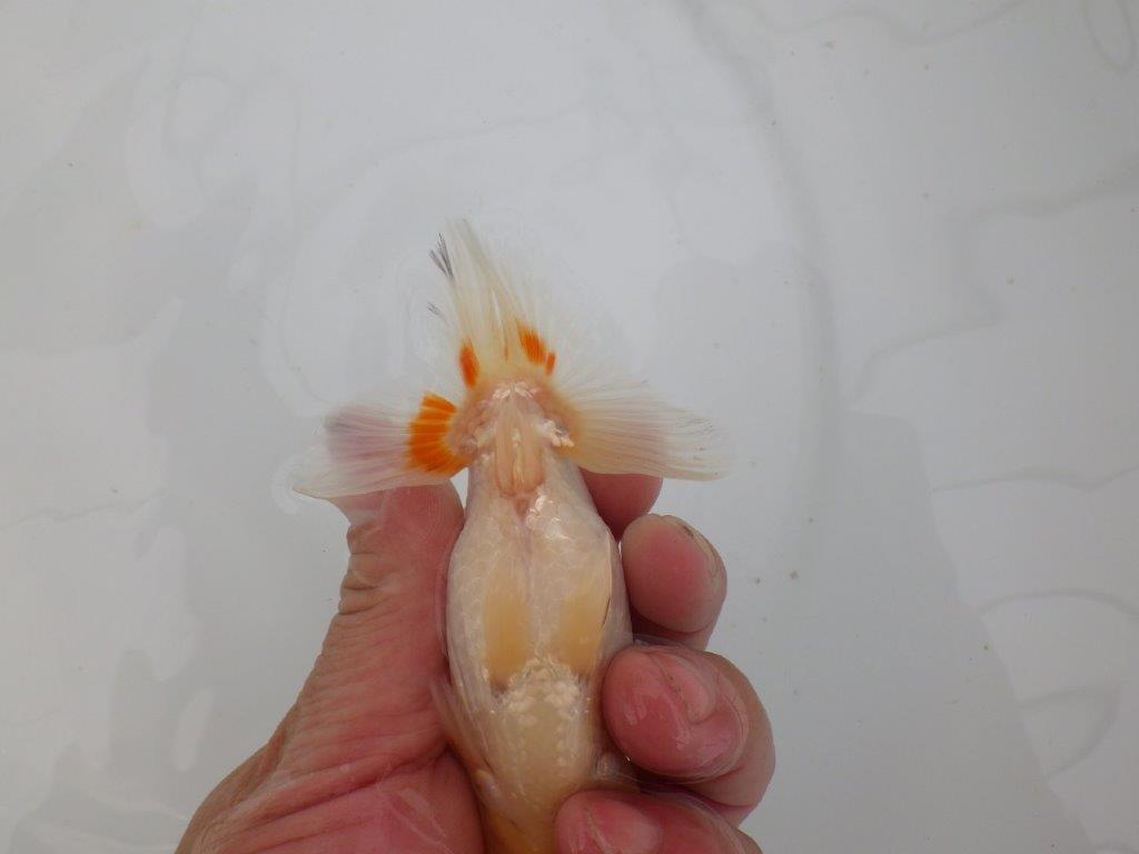 【愛知　井戸氏作出】当歳らんちゅう　E　約12㎝  四ッ尾　二本舵　オス？