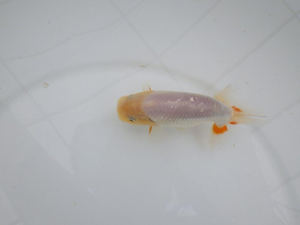 【愛知　井戸氏作出】当歳らんちゅう　E　約12㎝  四ッ尾　二本舵　オス？