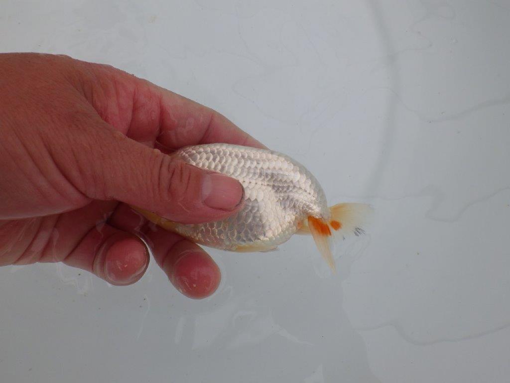【愛知　井戸氏作出】当歳らんちゅう　E　約12㎝  四ッ尾　二本舵　オス？