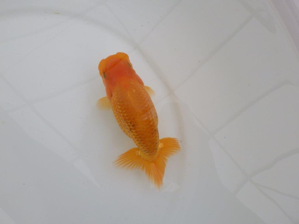 【愛知　井戸氏作出】当歳らんちゅう　F　約14㎝  桜尾　二本舵　メス？