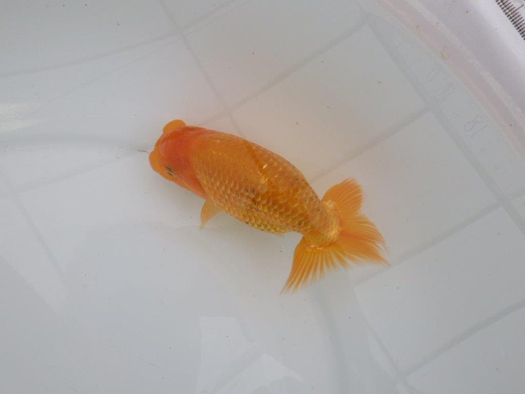 【愛知　井戸氏作出】当歳らんちゅう　F　約14㎝  桜尾　二本舵　メス？