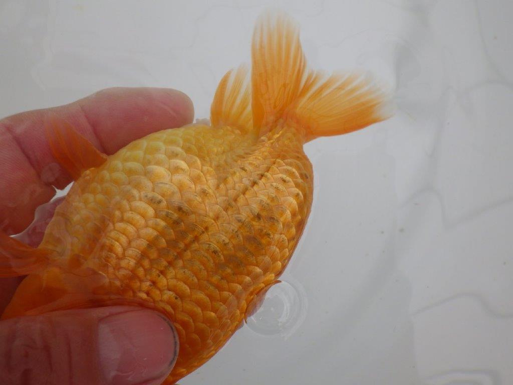 【愛知　井戸氏作出】当歳らんちゅう　F　約14㎝  桜尾　二本舵　メス？