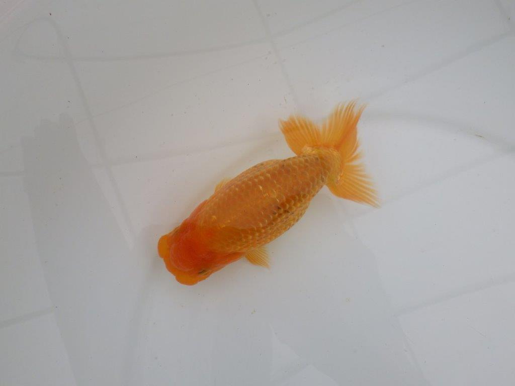 【愛知　井戸氏作出】当歳らんちゅう　F　約14㎝  桜尾　二本舵　メス？