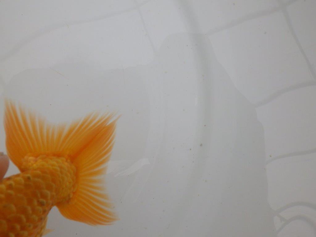 【愛知　井戸氏作出】当歳らんちゅう　F　約14㎝  桜尾　二本舵　メス？