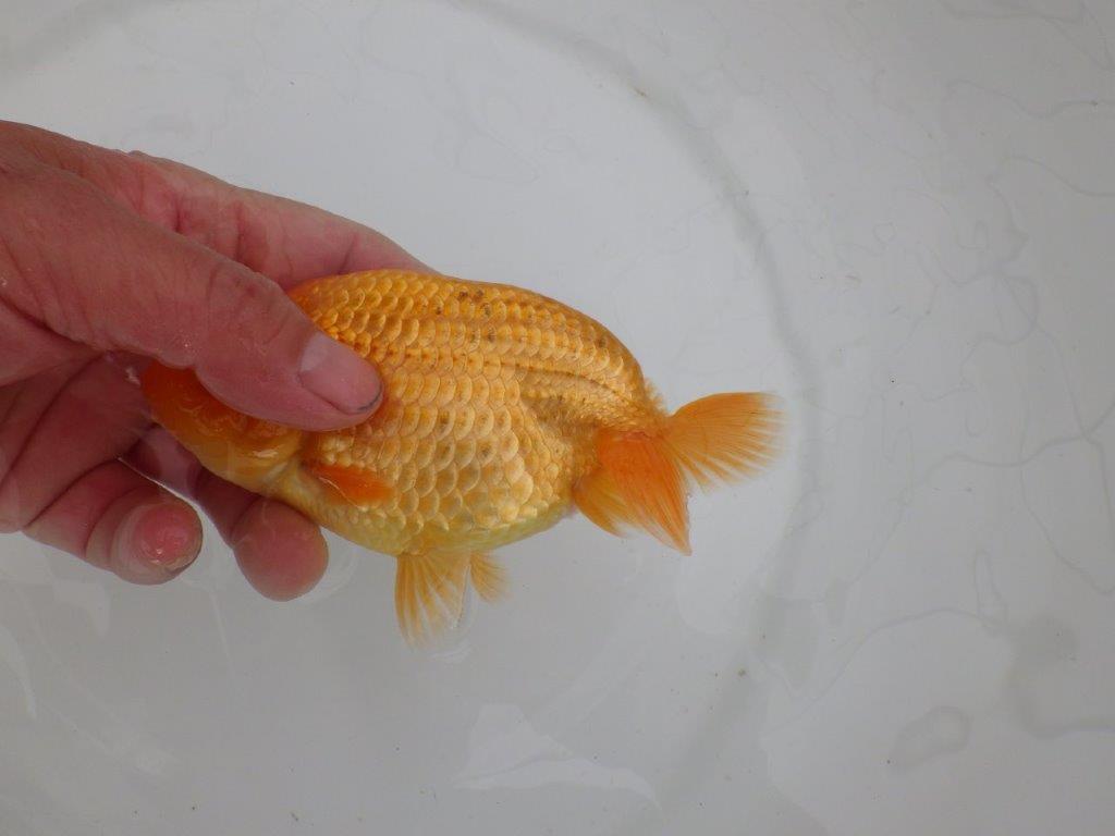 【愛知　井戸氏作出】当歳らんちゅう　F　約14㎝  桜尾　二本舵　メス？