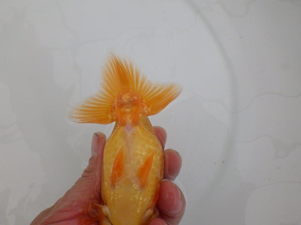 【愛知　井戸氏作出】当歳らんちゅう　F　約14㎝  桜尾　二本舵　メス？