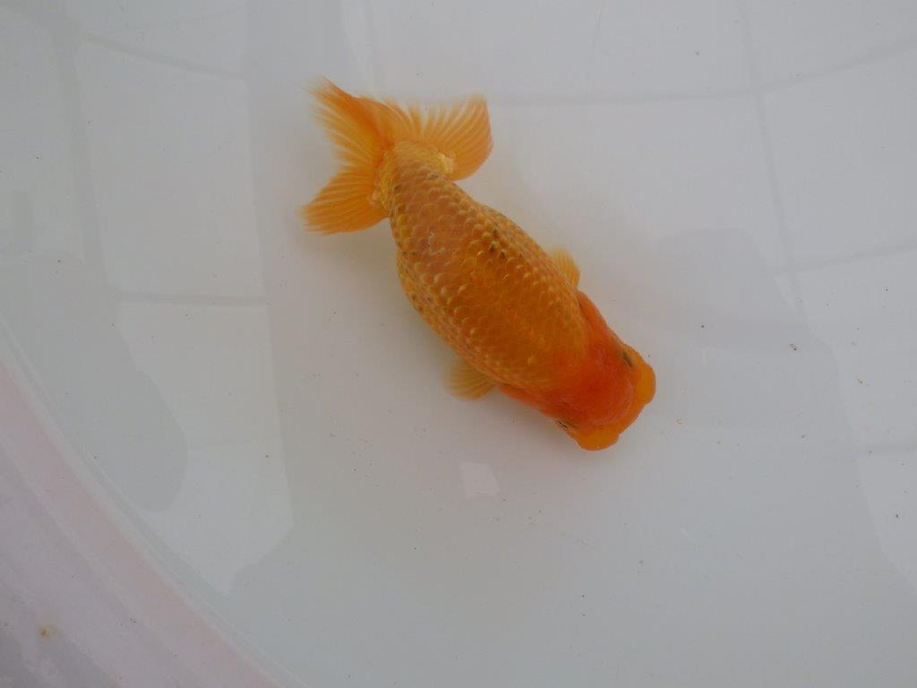 【愛知　井戸氏作出】当歳らんちゅう　F　約14㎝  桜尾　二本舵　メス？