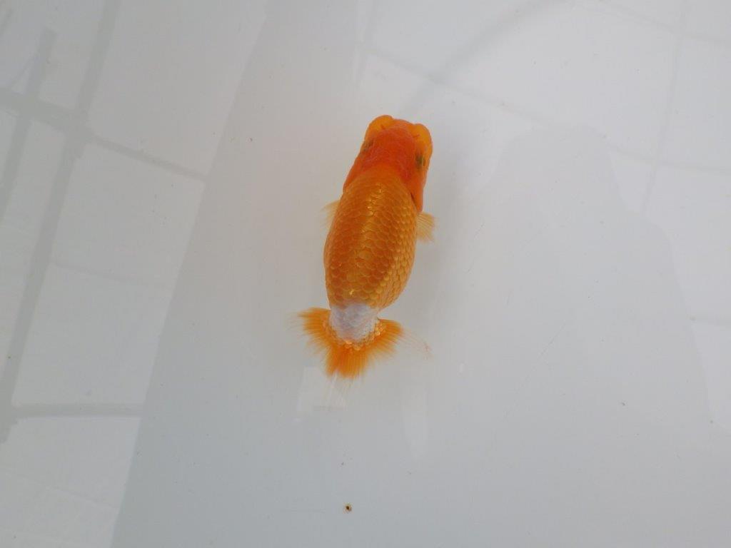 【愛知　井戸氏作出】当歳らんちゅう　G　約10㎝  四ッ尾　二本舵　オス？