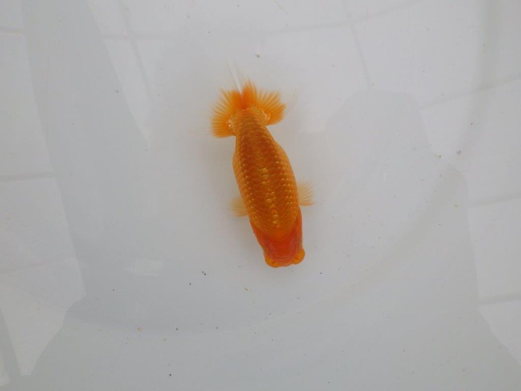 【愛知　井戸氏作出】当歳らんちゅう　H　約10,5㎝  四ッ尾　二本舵　オス？