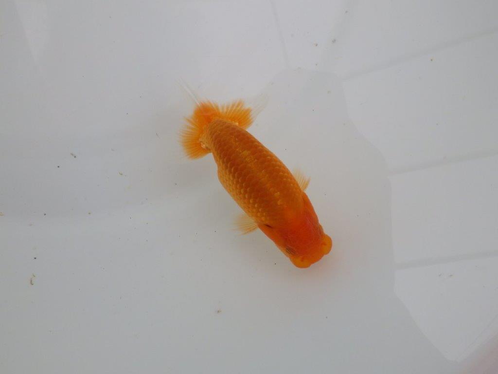 【愛知　井戸氏作出】当歳らんちゅう　H　約10,5㎝  四ッ尾　二本舵　オス？