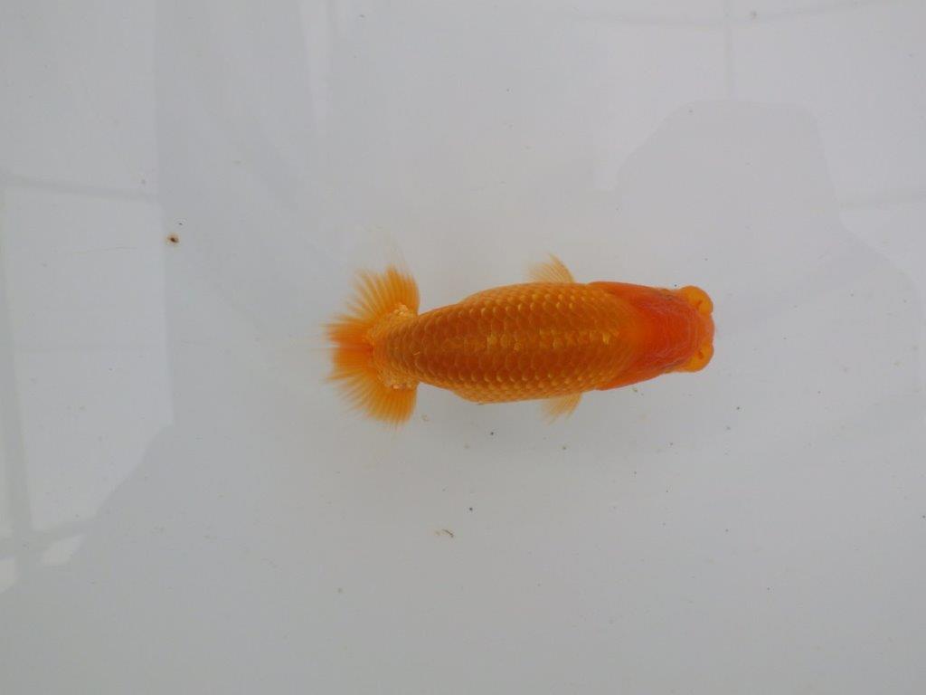 【愛知　井戸氏作出】当歳らんちゅう　H　約10,5㎝  四ッ尾　二本舵　オス？