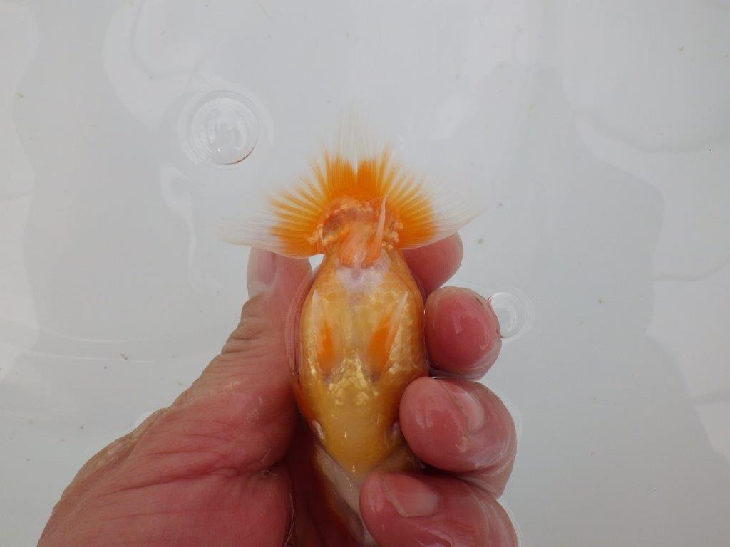 【愛知　井戸氏作出】当歳らんちゅう　H　約10,5㎝  四ッ尾　二本舵　オス？