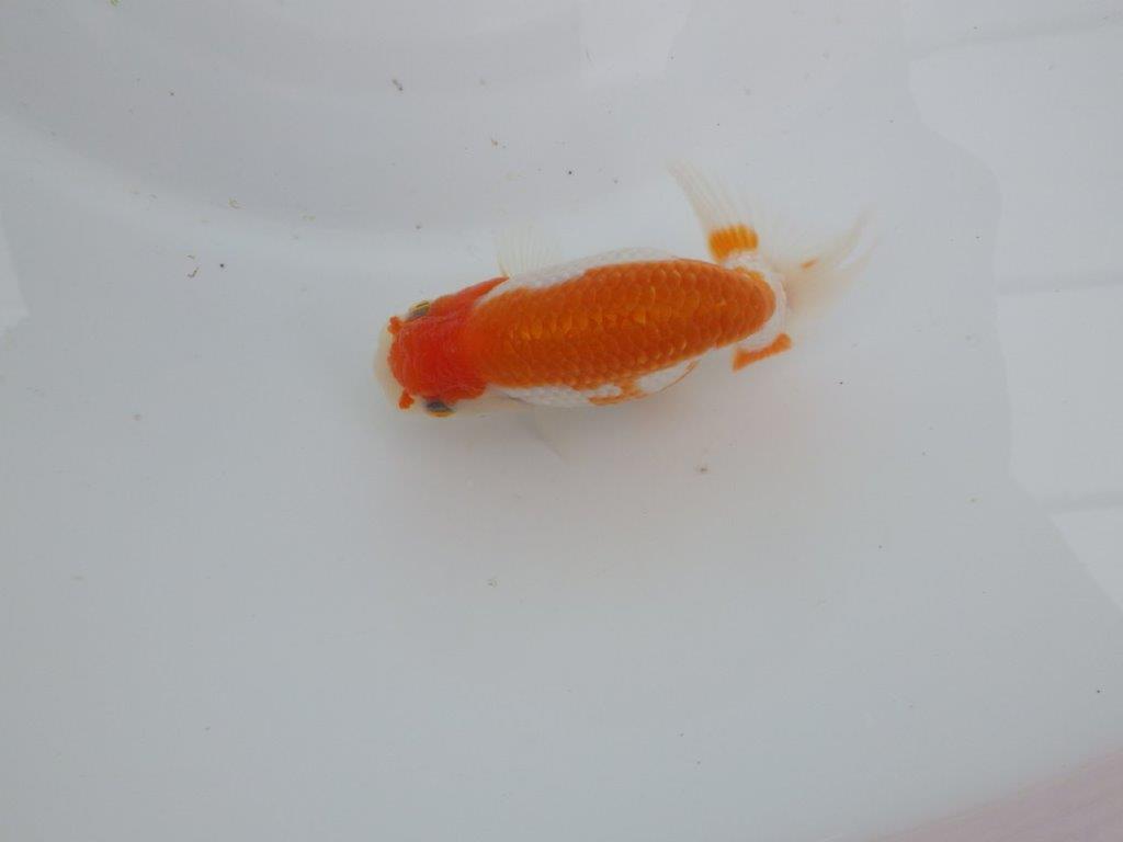 【愛知 井戸氏作出】当歳らんちゅう I 約10,5㎝ 四ッ尾 二本舵 メス?