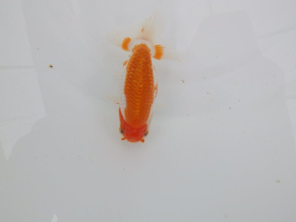 【愛知 井戸氏作出】当歳らんちゅう I 約10,5㎝ 四ッ尾 二本舵 メス?