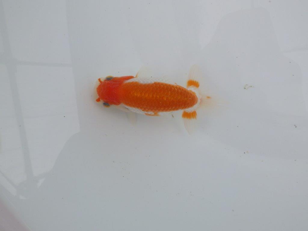 【愛知 井戸氏作出】当歳らんちゅう I 約10,5㎝ 四ッ尾 二本舵 メス?