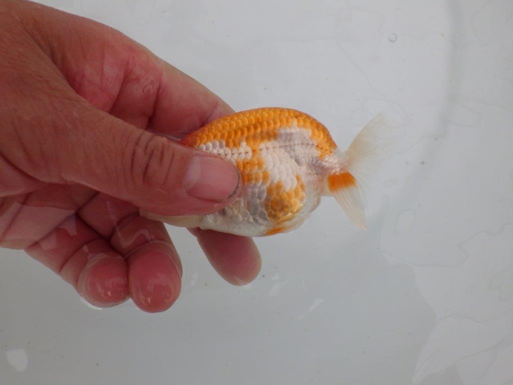 【愛知 井戸氏作出】当歳らんちゅう I 約10,5㎝ 四ッ尾 二本舵 メス?