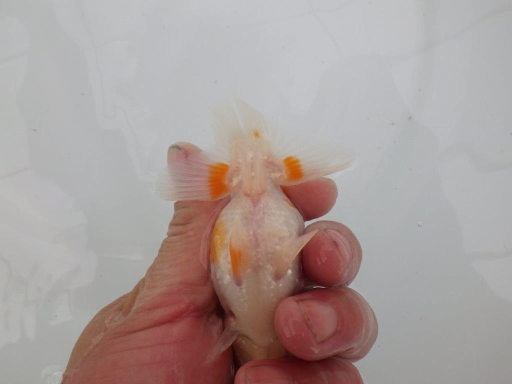 【愛知 井戸氏作出】当歳らんちゅう I 約10,5㎝ 四ッ尾 二本舵 メス?