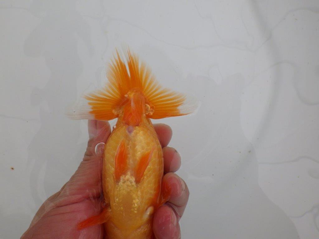 【愛知　井戸氏作出】当歳らんちゅう　J　約15㎝  四ッ尾　二本舵　メス？