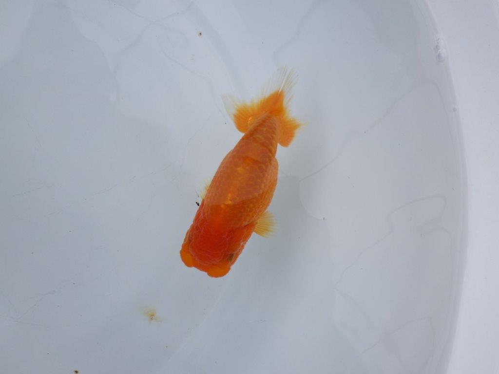 【浜松　松田氏】当歳らんちゅう　A　約10.5㎝  四ッ尾　二本舵　メス？の上身