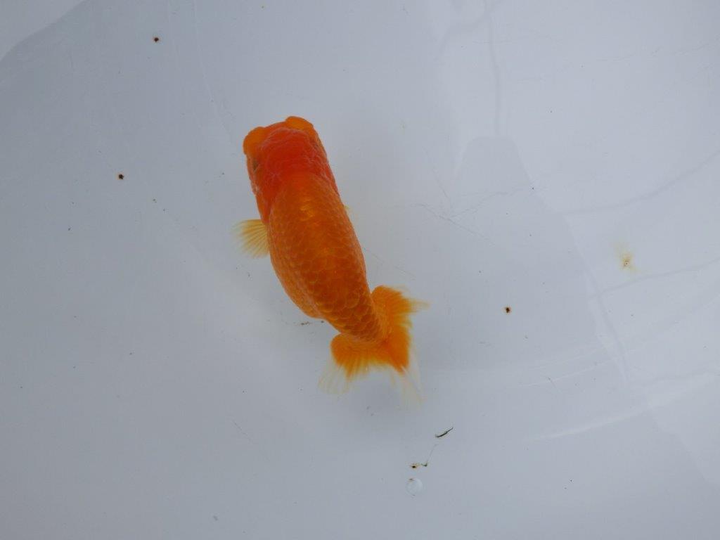 【浜松　松田氏】当歳らんちゅう　A　約10.5㎝  四ッ尾　二本舵　メス？