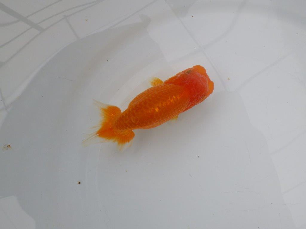 【浜松　松田氏】当歳らんちゅう　A　約10.5㎝  四ッ尾　二本舵　メス？