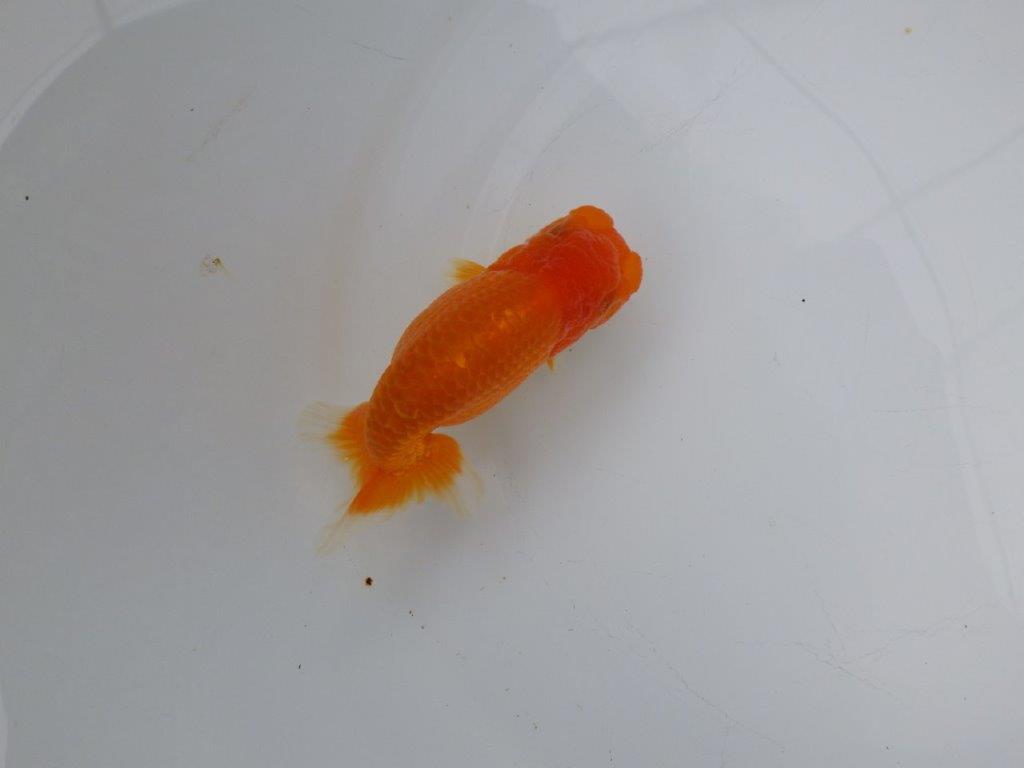 【浜松　松田氏】当歳らんちゅう　A　約10.5㎝  四ッ尾　二本舵　メス？