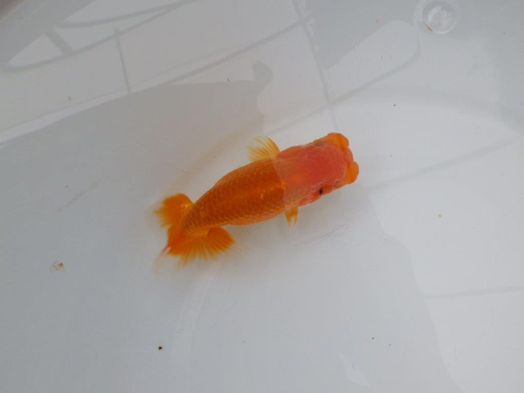 【浜松　松田氏】当歳らんちゅう　B　約12㎝  四ッ尾　二本舵　オス？