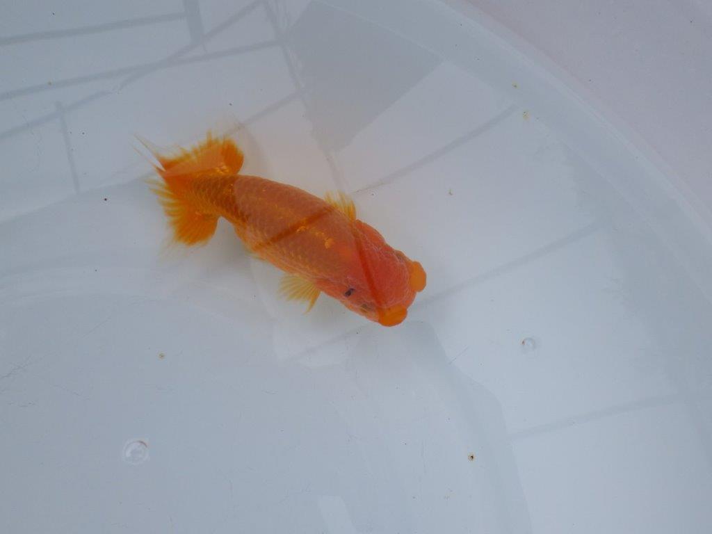 【浜松　松田氏】当歳らんちゅう　B　約12㎝  四ッ尾　二本舵　オス？