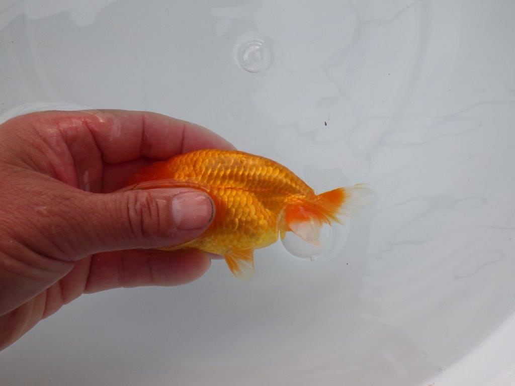 【浜松　松田氏】当歳らんちゅう　B　約12㎝  四ッ尾　二本舵　オス？