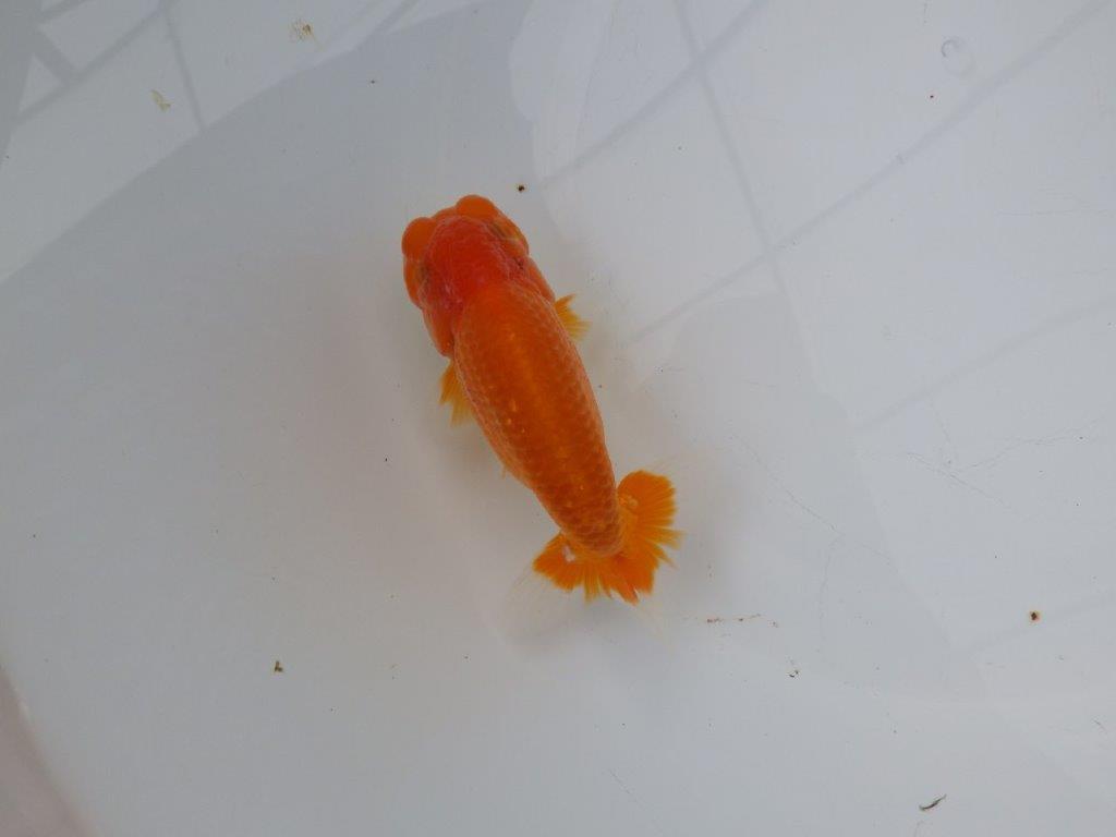 【浜松　松田氏】当歳らんちゅう　C　約12㎝  四ッ尾　二本舵　オス？の上身