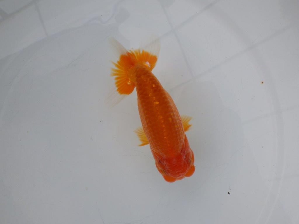 【浜松 松田氏】当歳らんちゅう C 約12㎝ 四ッ尾 二本舵 オス?