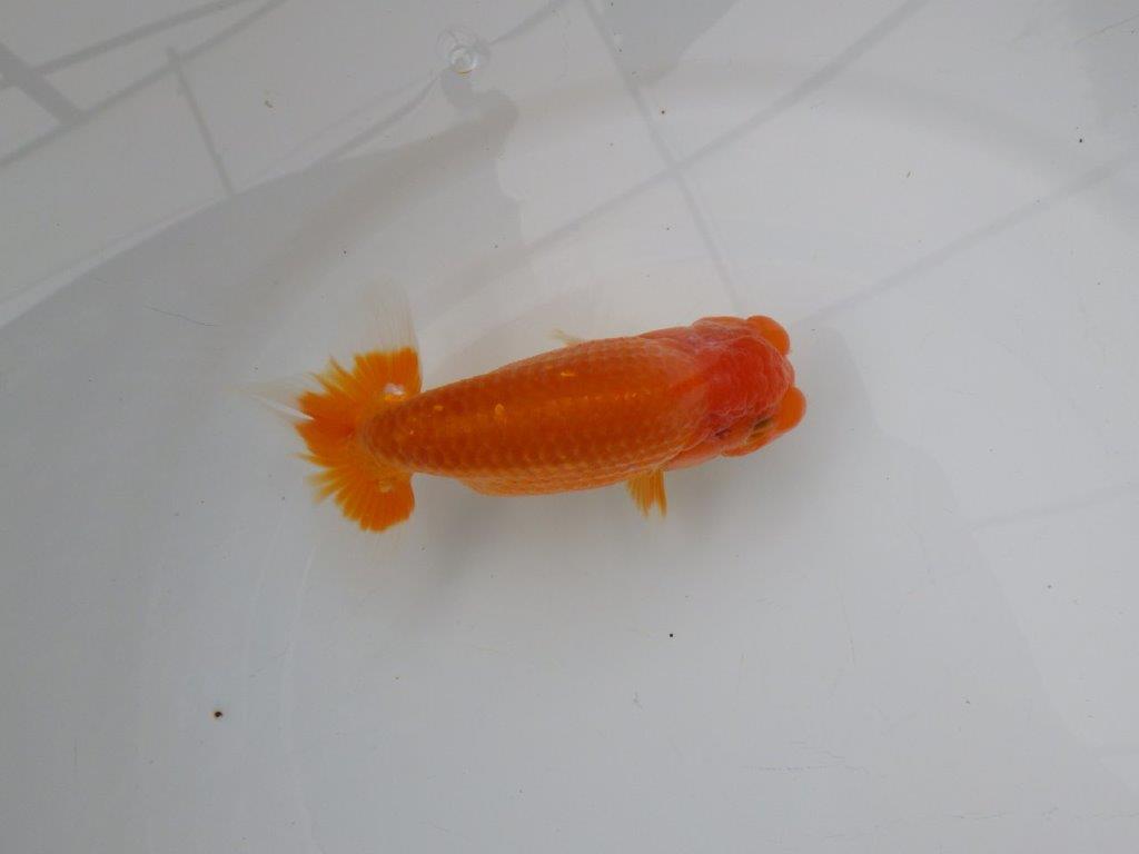 【浜松 松田氏】当歳らんちゅう C 約12㎝ 四ッ尾 二本舵 オス?