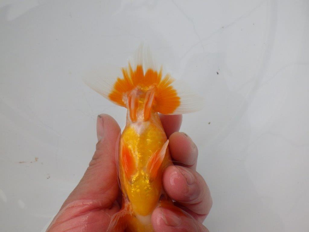 【浜松 松田氏】当歳らんちゅう C 約12㎝ 四ッ尾 二本舵 オス?