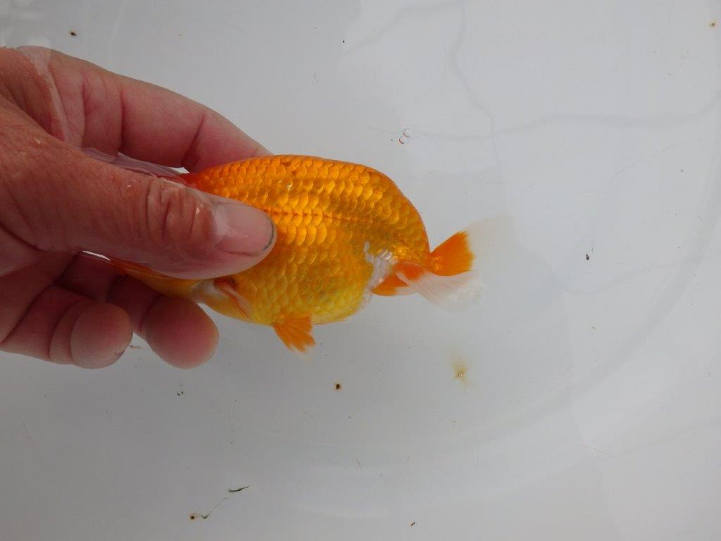 【浜松 松田氏】当歳らんちゅう C 約12㎝ 四ッ尾 二本舵 オス?