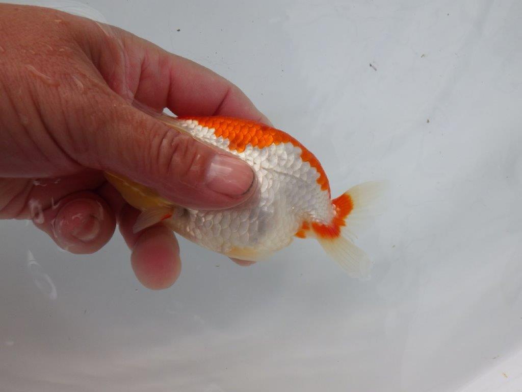 【浜松 松田氏】当歳らんちゅう D 約12㎝ 四ッ尾 二本舵 メス?